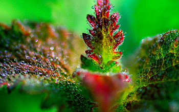 DEW DROPS on LEAF, drops, leaf, dew, water, macro, close up HD wallpaper