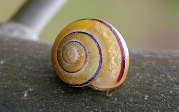 Snail, shell, bug, slime, insect HD wallpaper