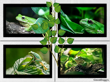 FOUR FRAMED FROGS, FROGS, FRAMED, , FOUR HD wallpaper