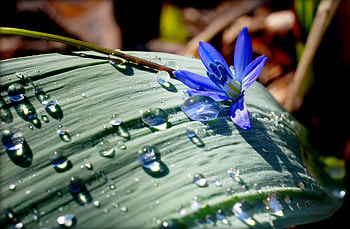 Nature, Flowers, Drops, Flower, Leaflet HD wallpaper