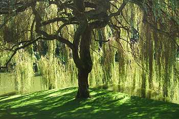 Weeping, Willow Tree HD wallpaper