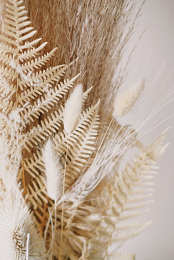 Flowers, Leaves, Cones, Bouquet, Dry, Spikelets HD phone wallpaper