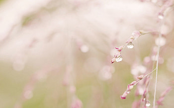 Grass, Drops, Macro, Shine, Light, Branch, Dew HD wallpaper