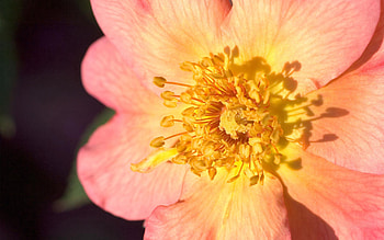 Pink, Flower, Macro, Light, Light Coloured, Stamens HD wallpaper