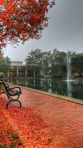 University of South Carolina campus, Autumn beauty, R , USC pride HD phone wallpaper