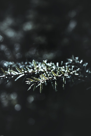 Plant, Macro, Blur, Smooth, Branch HD phone wallpaper