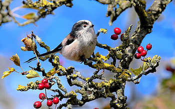 Long-tailed Tit, tit, Latvia, bird, tree HD wallpaper