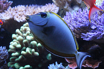 Naso Tang, coral, naso, tang, fish, water HD wallpaper