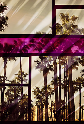 Palms, Reflection, Miscellanea, Miscellaneous, Color, Glass, Window, Coloured, Frame HD phone wallpaper