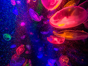 Jellyfishes , jellyfish, underwater, animals HD wallpaper