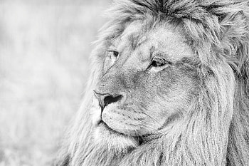 Animals, Muzzle, Lion, Predator, Sight, Opinion, Bw, Chb, Mane HD wallpaper