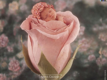 angel in rose, nature, anime HD wallpaper