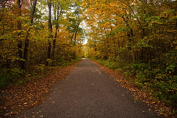 Captivating autumn road scene with vibrant foliage in North dom, Wisconsin. HD wallpaper