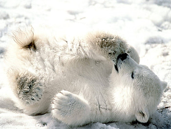 CUTE CUB, winter, white, polar, cute, baby animals, bear, animals, snow, adorable HD wallpaper