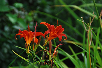 Flowers, Lilies, Greens, Flower Bed, Flowerbed, Garden HD wallpaper
