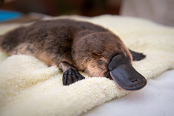 Platypus, Australian animals, Duck-billed marvels, Nature's treasures HD wallpaper