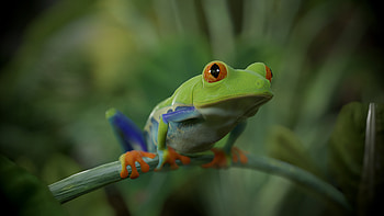 Artstation's wonders, Red Eye Tree Frog, CG artists' prowess, Creative amphibian HD wallpaper