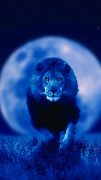 Blue Lion, Animal HD phone wallpaper