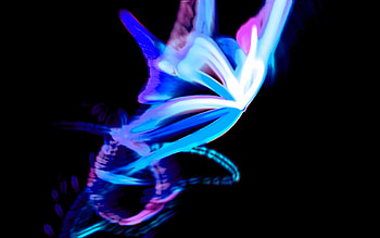 Glowing Butterfly, blue, abstract, 3d HD wallpaper