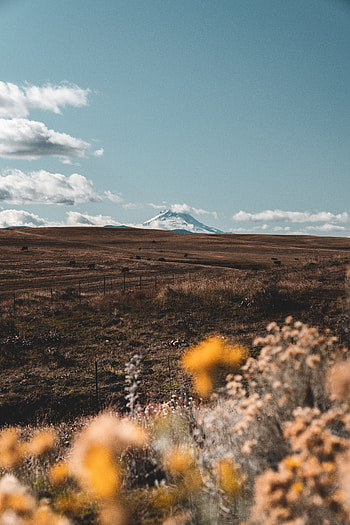 Landscape, Nature, Flowers, Mountain, Vertex, Top, Pasture HD phone wallpaper