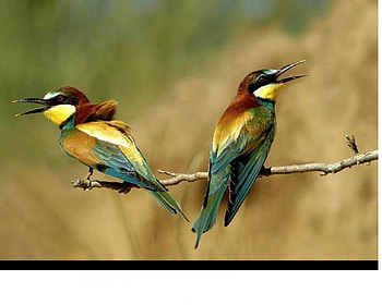 A conversation, wings, chatter, birds, feathers, pair HD wallpaper