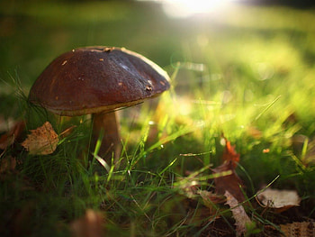 SUNSHINE ON A MUSHROOM, sunshine, grass, spring, mushroom, close up, field, green, , nature, macro HD wallpaper