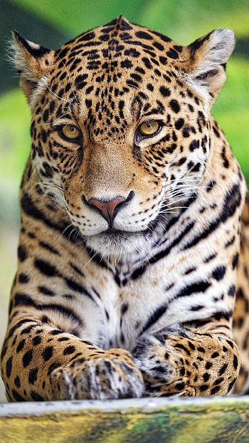 Calm Leopard, eye, animal, wild HD phone wallpaper