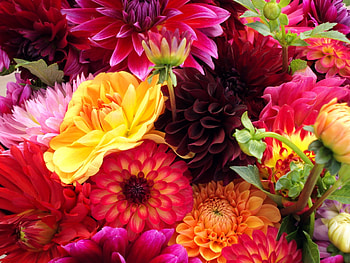 Flowers, Bright, Dahlias, Buds, Different HD wallpaper