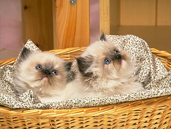 Cats in basket, sweet, basket, kitten, cta HD wallpaper