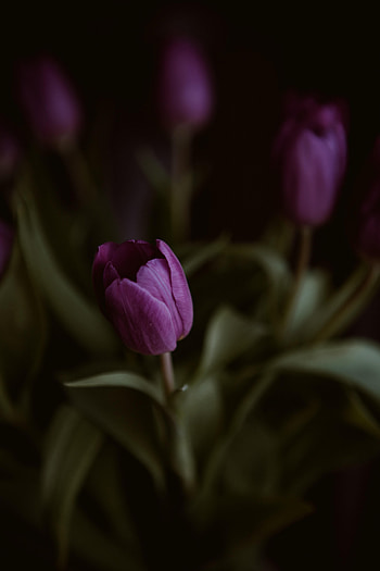 Tulips, Violet, Flower, Plant, Macro, Purple HD phone wallpaper