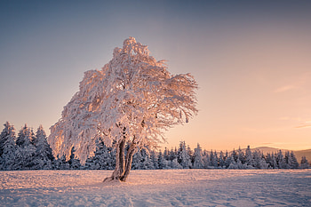Winter Snow Trees, winter, snow, trees, nature, mountains HD wallpaper
