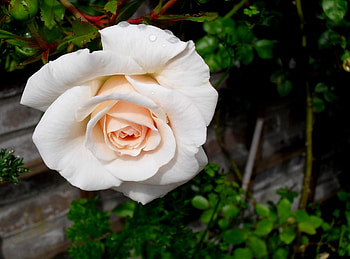 Flowers, Flower, Rose Flower, Rose, Bud, Close-Up, Garden HD wallpaper