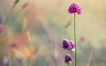 Flowers, Blur, Smooth, Field, Clover, Stem, Stalk HD wallpaper