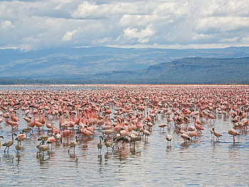 Animals, Landscape, Water, Flamingo HD wallpaper