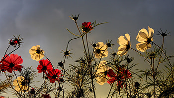 Nature, Flowers, Sky, Field, Overcast, Mainly Cloudy HD wallpaper