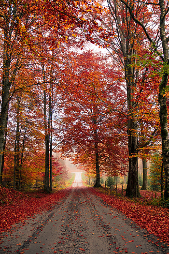Nature, Trees, Autumn, Road, Foliage, Fallen HD phone wallpaper