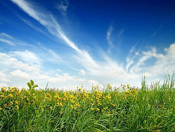 Plants, Landscape, Grass, Sky HD wallpaper