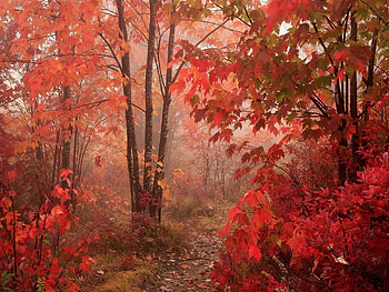 Landscape, Trees, Roads, Autumn HD wallpaper
