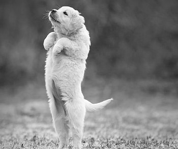 I'm soooooo big, dog, color, , , new HD wallpaper