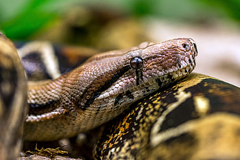 Boa Constrictor, Boa constrictor, Pet facts, Care guide HD wallpaper