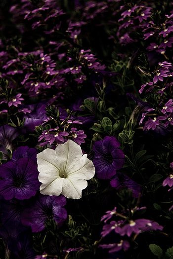 Flowers, Violet, Flower Bed, Flowerbed, Purple, Contrast HD phone wallpaper