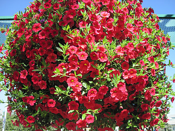 Flowers on a walking day 16, basket, graphy, green, red, Flowers, Petunias HD wallpaper
