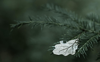 Macro, Branch, Spruce, Fir, Macro graphy HD wallpaper