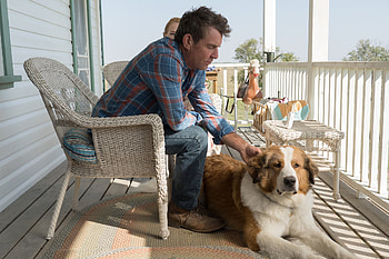 A Dog's Journey, Review, Melodrama, Human-canine bond HD wallpaper