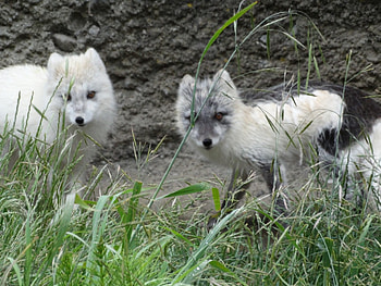 Snow Foxes, white, nature, grass, wild, fox HD wallpaper