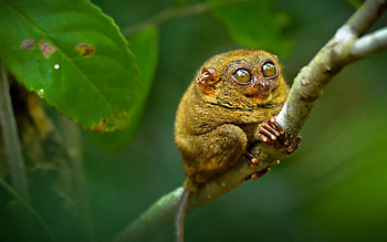 Animals, Sit, Branch, Big Eyes, Tarsier HD wallpaper