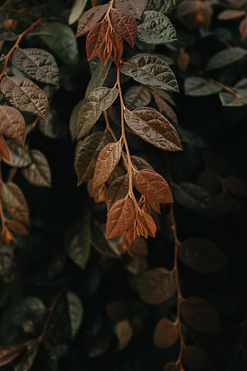 Leaves, Macro, Dark, Branch, Veins HD phone wallpaper