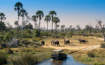 Exploring Okavango Delta, Kalahari desert, Botswana gem, Nature's wonder HD wallpaper