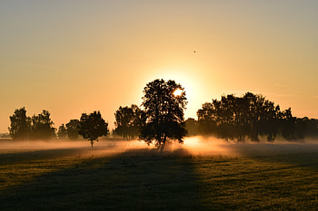 Nature, Trees, Dawn, Fog, Sunrise, Rise, Morning HD wallpaper