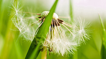 Grass, Plant, Macro, Dandelion, Fluff, Fuzz HD wallpaper